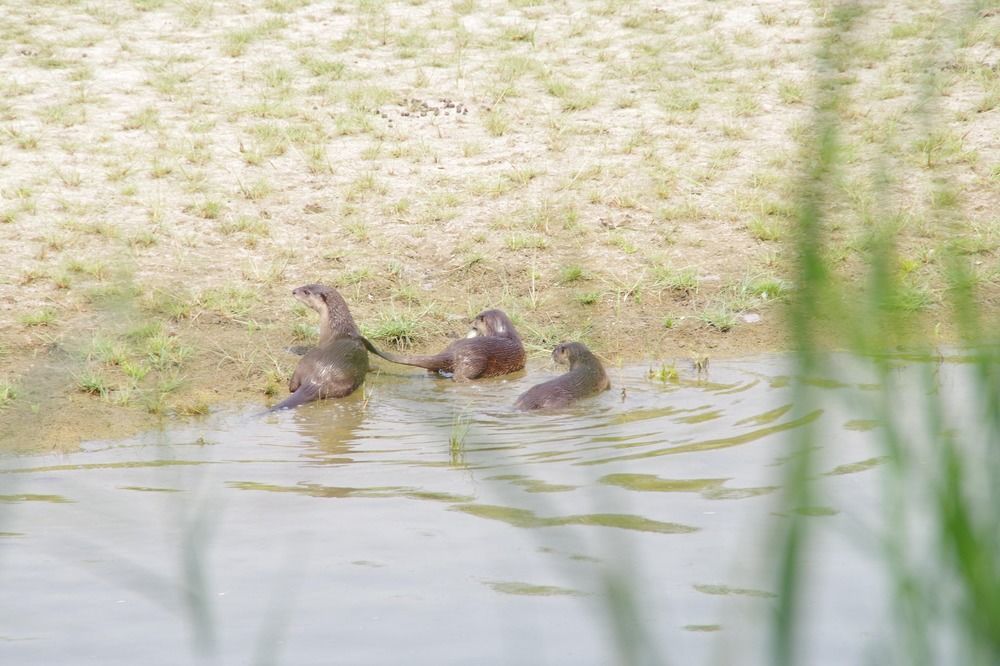 Nature Safari Resort Bardiya Экстерьер фото